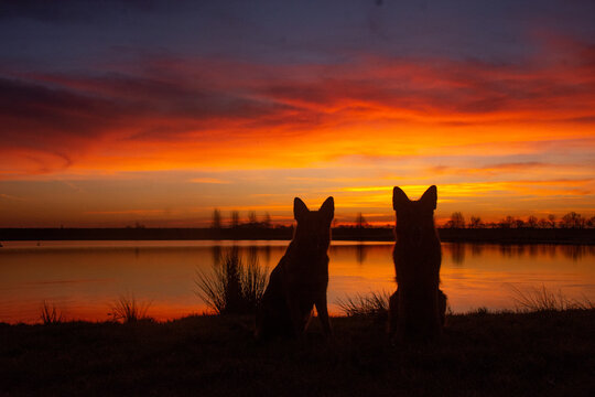 Sihouette of two dogs in the sunrise