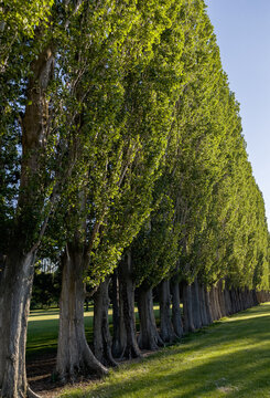 Row of windbreak trees at Potholes State Park, WA