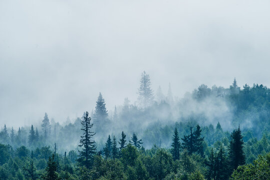 the silhouette of the forest against the background of fog