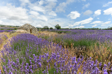 Fototapeta premium Borie in a lavender field near Ferrassières in Provence. Dry stone hut in Provence.