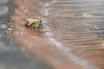 Honigbiene stillt ihren Durst an einer Wasserstelle