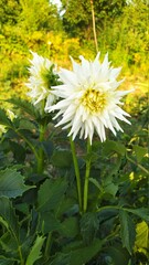 flower white dahlia - 453881971