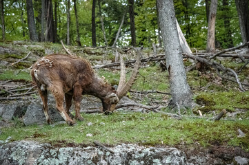 Fototapeta na wymiar Alpin Ibex in the wilderness