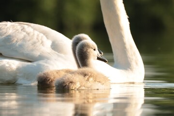 Young swan follow their mother on a sunny morning