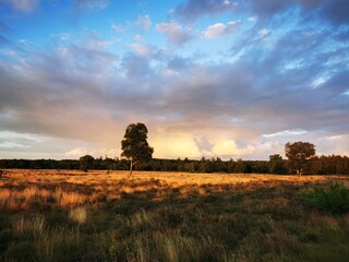 Fototapeta na wymiar sunset over the heather