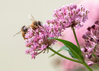 Closeup of a Honey Bee collecting nectar with its tongue atop a pink, Swamp Milkweed flower, with a second bee close behind.