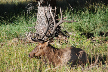 Naklejka na ściany i meble An elk taking a midday snooze