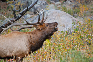 A massive, bugling bull elk 