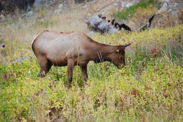 A grazing cow elk in the mountains