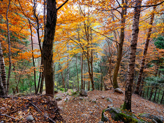 Reflection of autumn foliage in the forests of the Val Masino mountains in Lombardy region, Italy