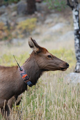 Close up of a cow elk with a radio collar 