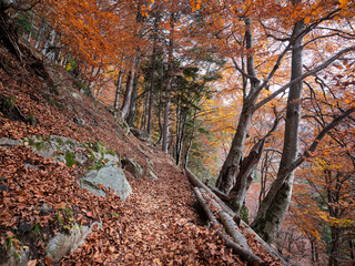 Beautiful walking path in a colorful autumnal landscape with fallen leaves in the Val Masino Park, Lombardy region, Italy
