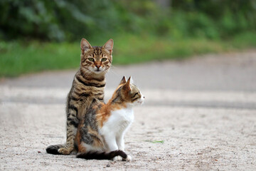 Naklejka na ściany i meble Couple of cats sitting on a street. Tabby cat and kitten outdoors