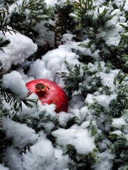 Pomegranate on fir branches in the snow. Winter still life