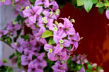 Portrait view of Beautiful pink flowers