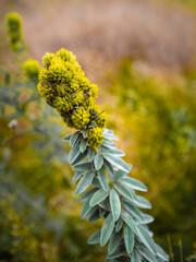 Round-headed bush on blurred meadow backdrop. Yellow wild plant flower with green rugged hairy leaves.