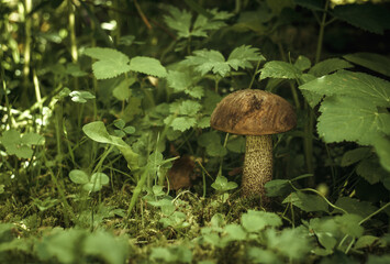 Autumn edible mushrooms, hiding under green leaves in the forest.
