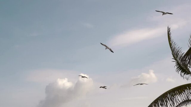 slow motion of seagulls flying in a cloudy blue sky over palm trees in the caribbean