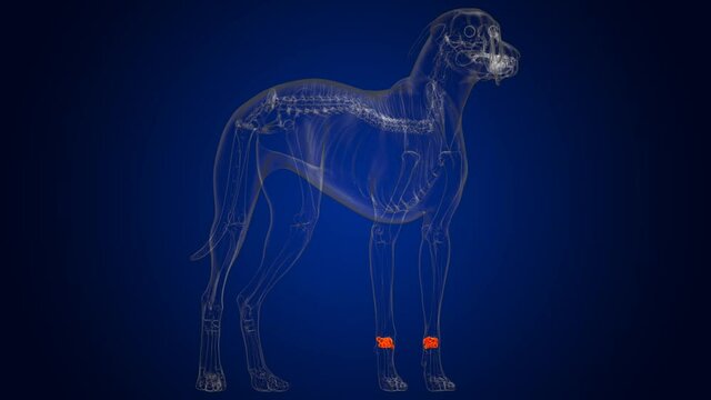 Carpals Bones Dog skeleton Anatomy For Medical Concept 3D