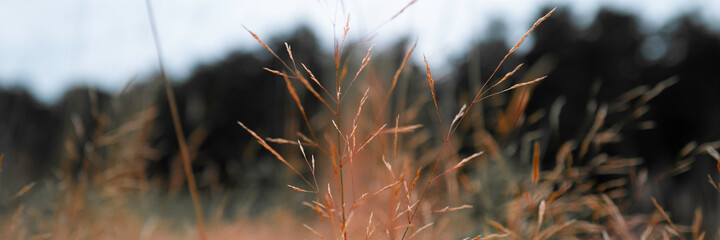 Dried grass leaves and stems with seeds on blurred mountain forest background