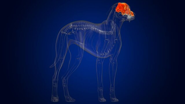 Cranium Bones Dog skeleton Anatomy For Medical Concept 3D