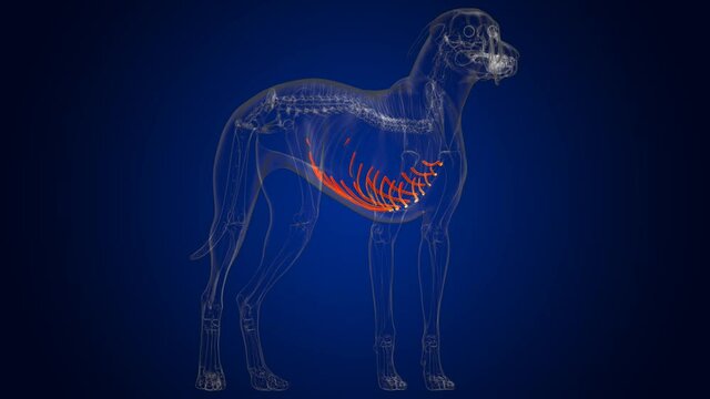 Costal Cartilage Bones Dog skeleton Anatomy For Medical Concept 3D