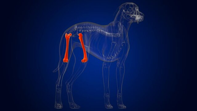 Femur Bones Dog skeleton Anatomy For Medical Concept 3D