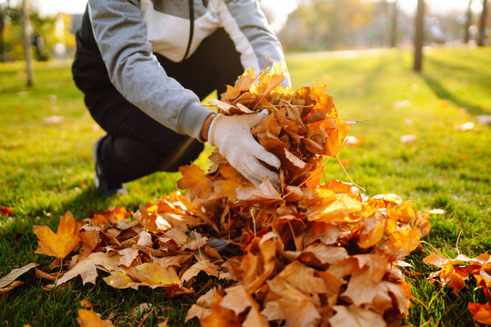 Cleaning of autumn leaves in the park. Man in gloves cleans the autumn park from yellow leaves. Volunteering, cleaning, and ecology concept.