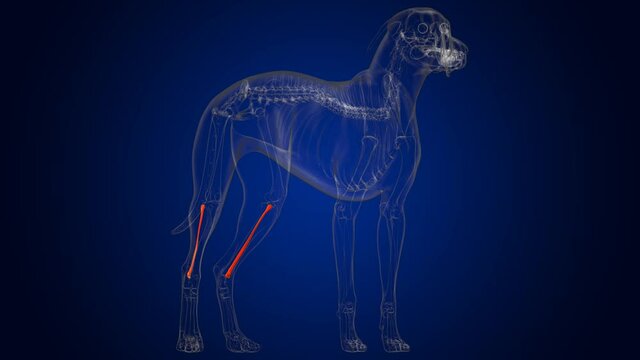 Fibula Bones Dog skeleton Anatomy For Medical Concept 3D