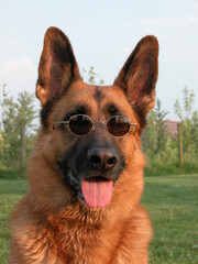 German shepherd sunglasses