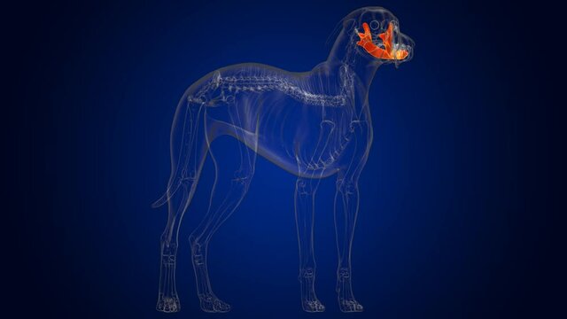 Mandible Bones Dog skeleton Anatomy For Medical Concept 3D
