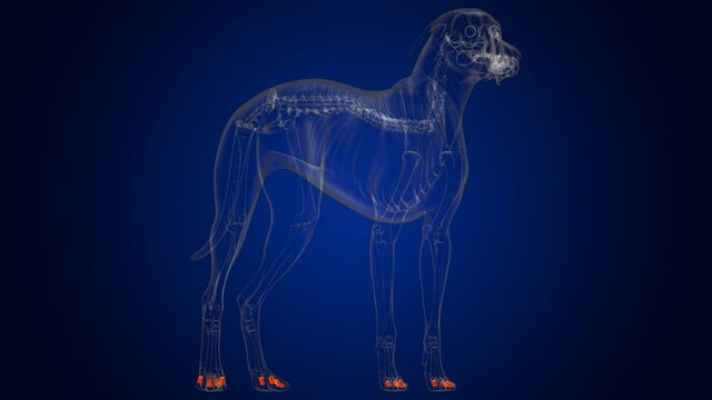 Middle Phalanx Bones Dog skeleton Anatomy For Medical Concept 3D