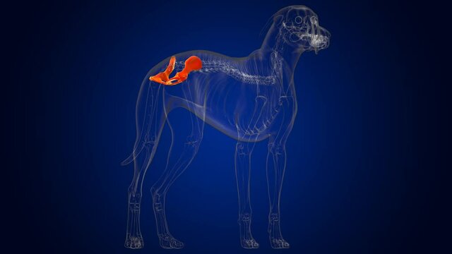 Pelvis Bones Dog skeleton Anatomy For Medical Concept 3D