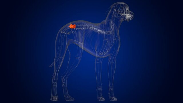 Sacrum Bone Dog skeleton Anatomy For Medical Concept 3D
