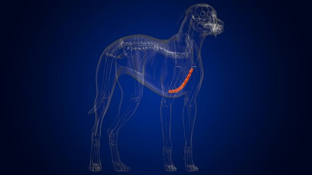 Sternum Bones Dog skeleton Anatomy For Medical Concept 3D