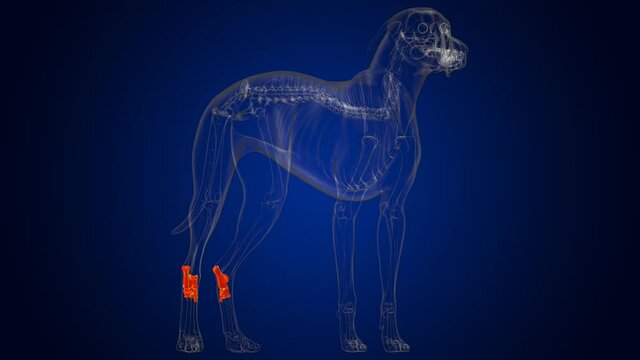 Tarsus Bones Dog skeleton Anatomy For Medical Concept 3D