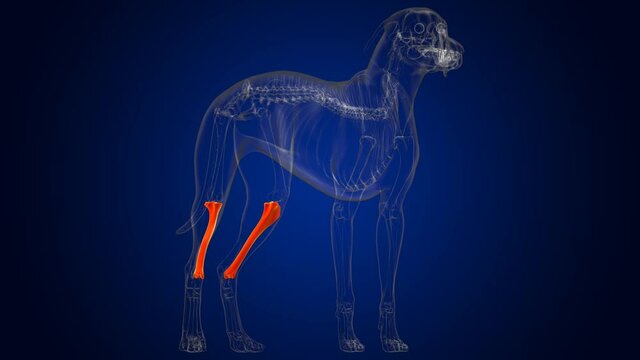 Tibia Bones Dog skeleton Anatomy For Medical Concept 3D