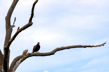 Turkey Vulture in a dead tree