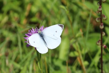 Kohlweissling auf einer Blüte