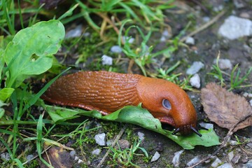braune Nackschnecke im Gras