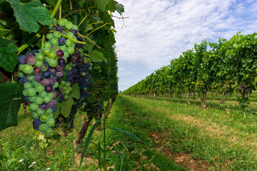 Fototapeta na wymiar Canadian winery. Green and purple grapes.