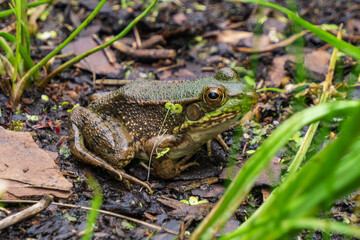 Frog camouflaged
