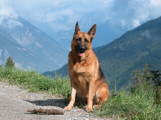 German shepherd Mountain View