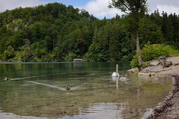 Nature landscape of the Alpsee lake with swans and ducks on the shore, Schwangau, Bavaria, Germany