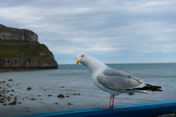 Fototapeta premium close-up of a black-headed gull standing on a railing with the sea in the background