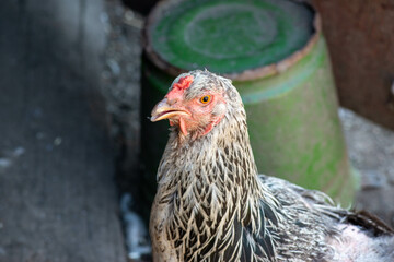 purebred speckled chicken with a red tuft