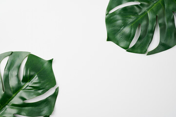 Green monstera tropical leaf on white background with copy space