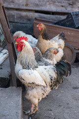 rooster and a purebred hen stands on the porch