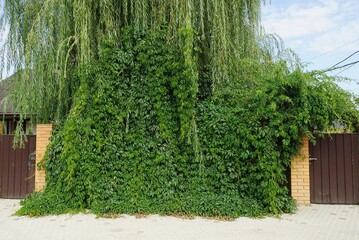 brown wall of a fence made of metal and bricks overgrown with green vegetation on the street