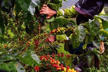 PAISAJE CAFETERO COLOMBIA